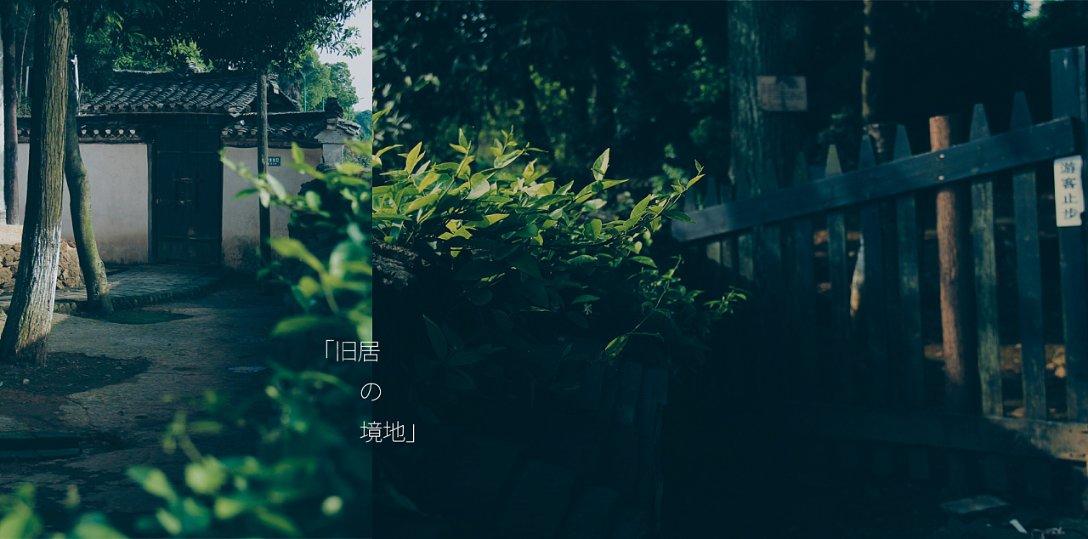 可爱的小考拉
